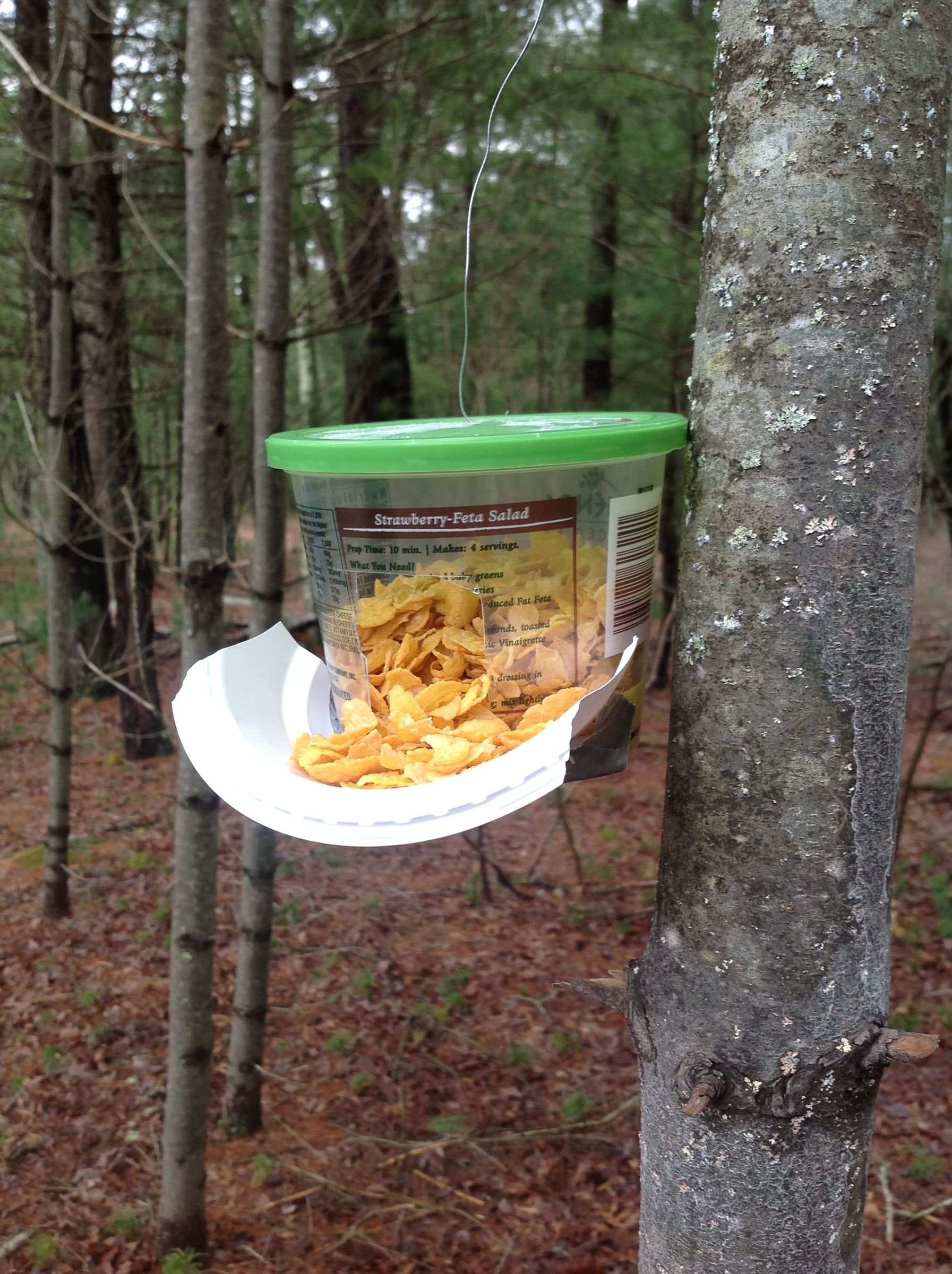 Bird Feeder