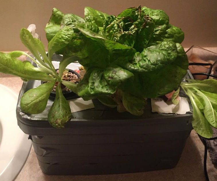 Indoor Hydroponic Lettuce
