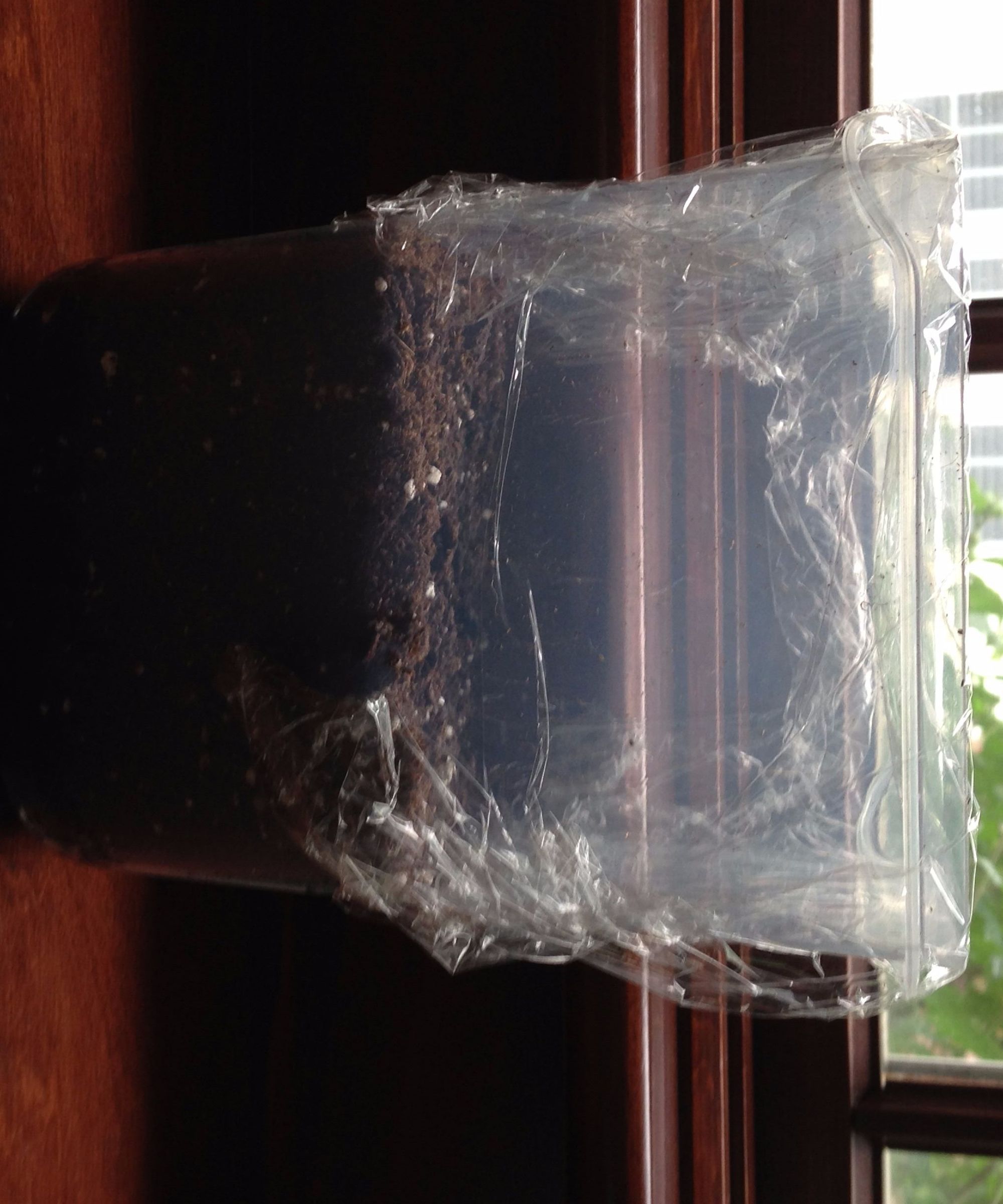 Water-Keeping Parsley Mini-Garden