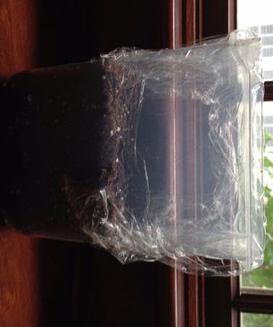 Water-Keeping Parsley Mini-Garden