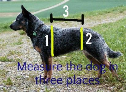 Measure Your Dog