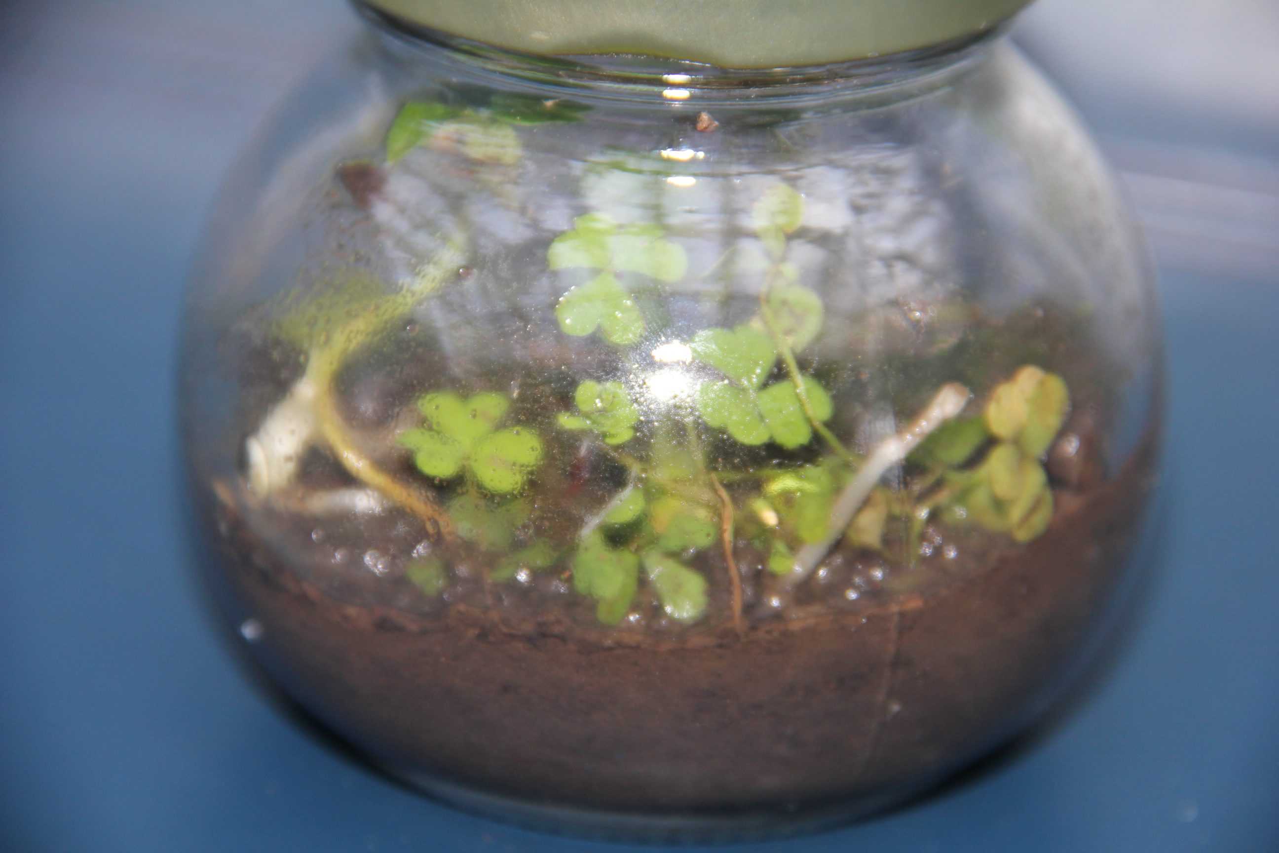 DeskTop Jam Jar Terrarium 4 Steps (with Pictures) Instructables