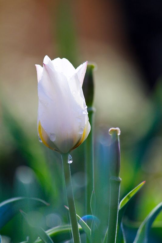 World of Tulips and Cherrys