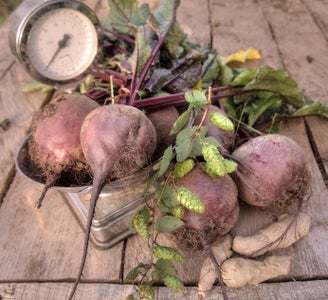 Equipment and Ingredients 