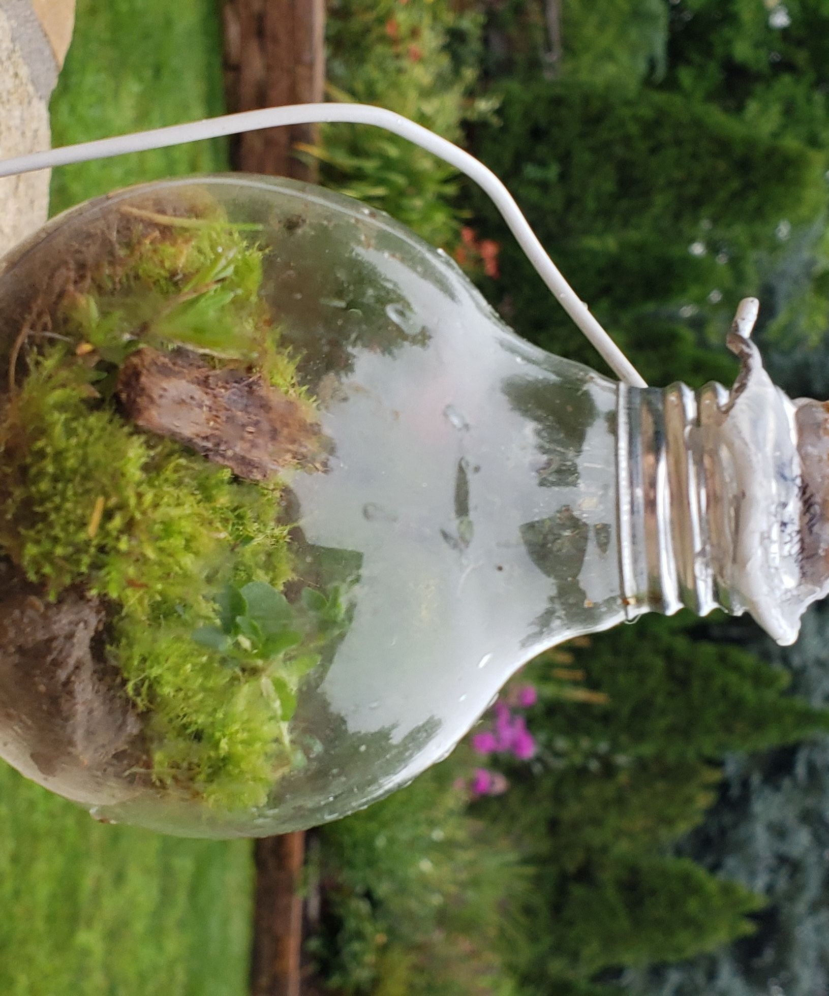 Light Bulb Terrarium  
