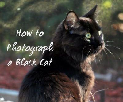 How to Photograph a Black Cat
