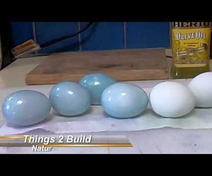Robin Blue Eggs With Natural Dye