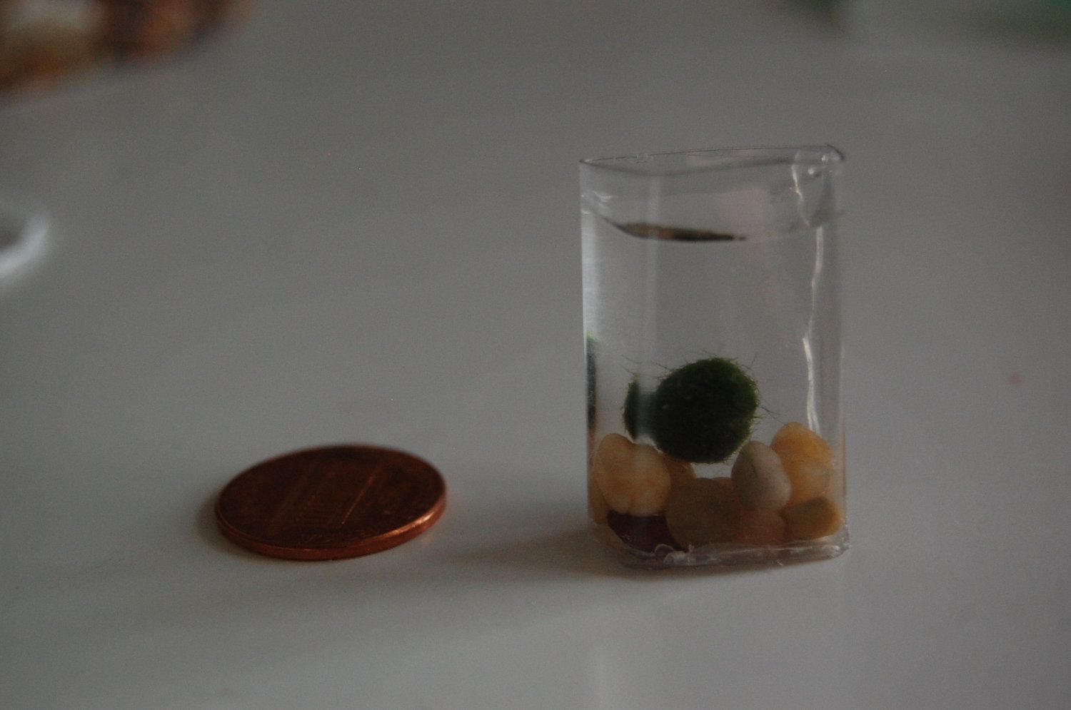 Smallest Upcycled Aquarium Ever