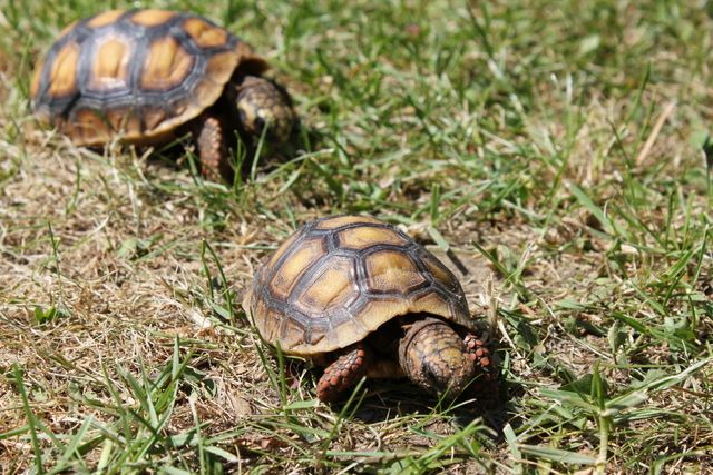 How to Care for a Red Footed Tortoise
