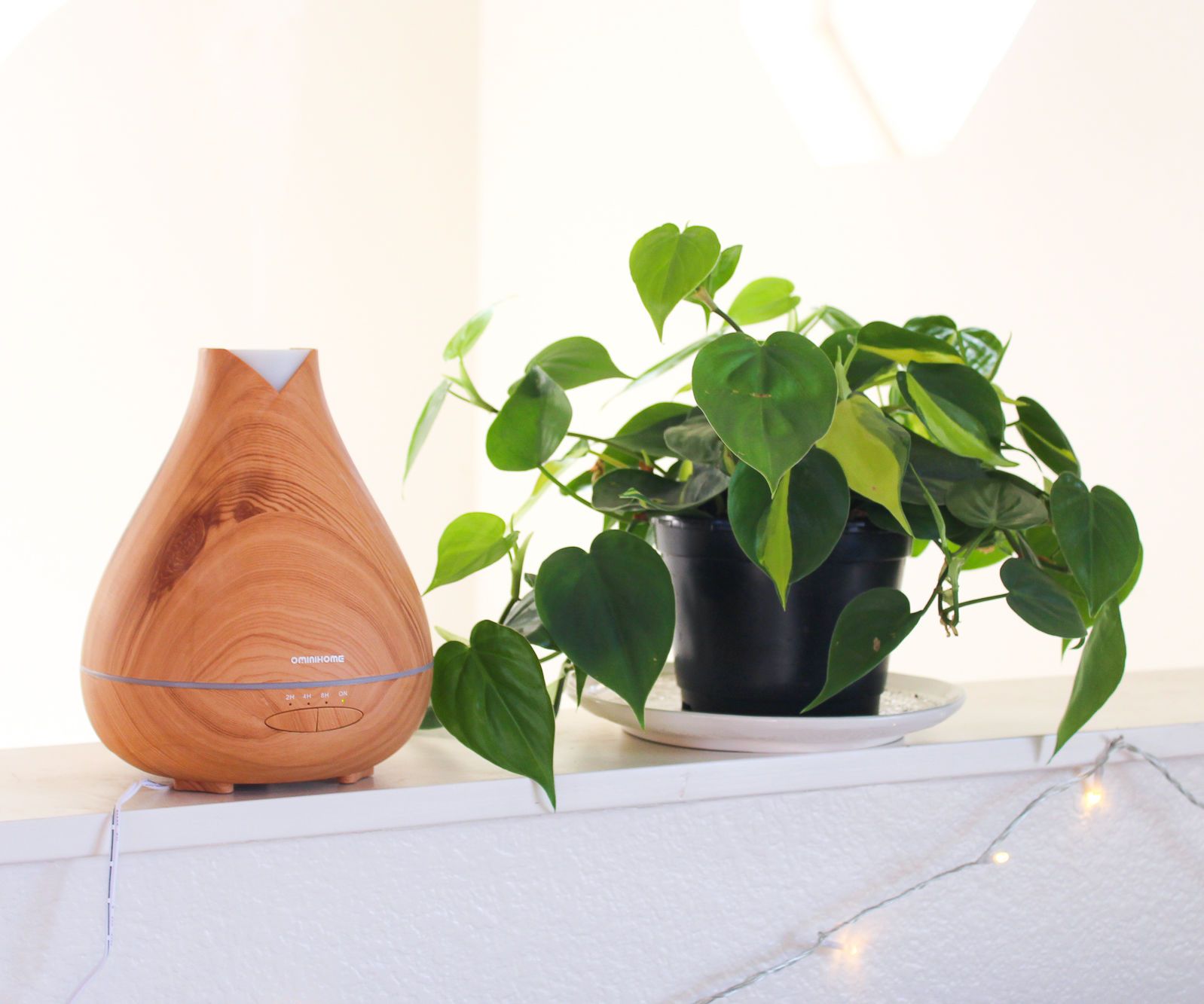 How to Increase Humidity for Houseplants 6 Steps (with Pictures