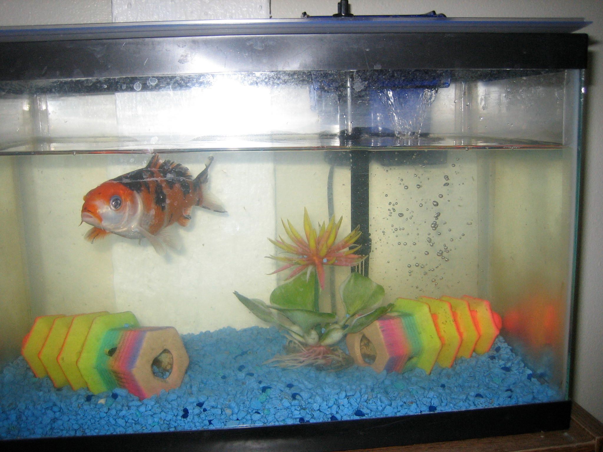 How to make a cheap Cascade 80 fish filter for your fishy friends