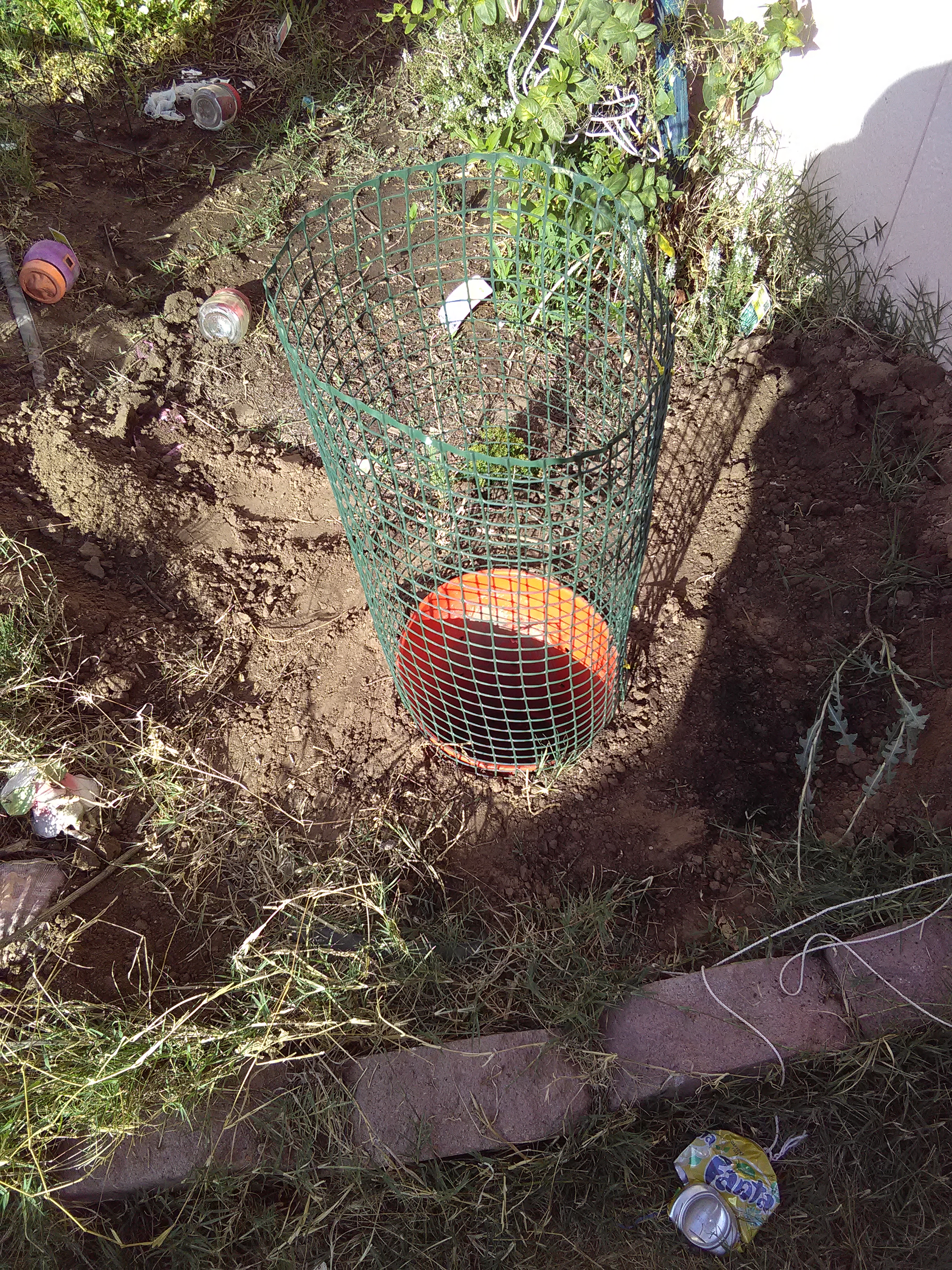 Bucket Tomato Trellis