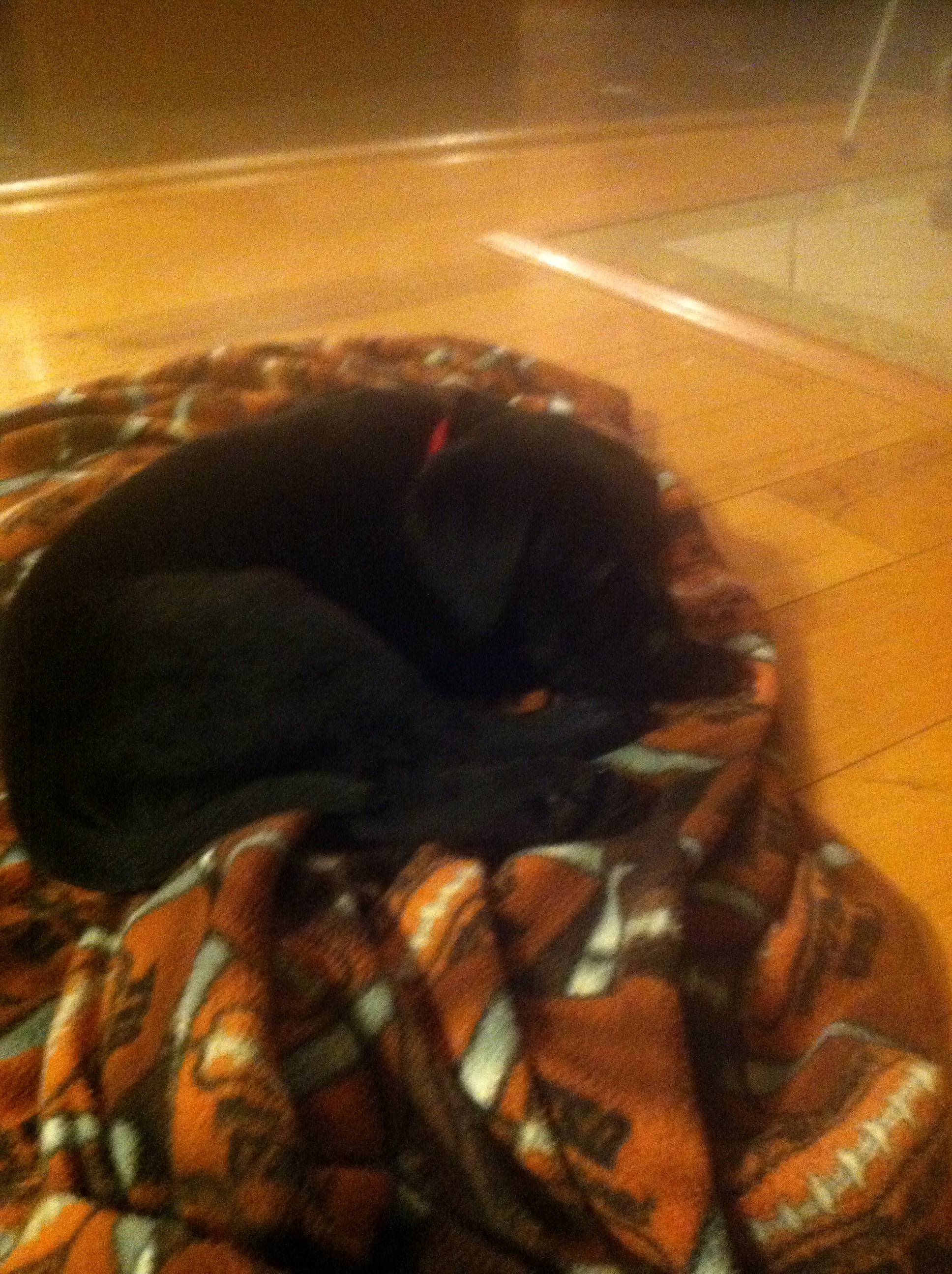 How to Play With a Puppy