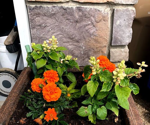 Turn Any Flower Pot Into a Self-wicking Planter