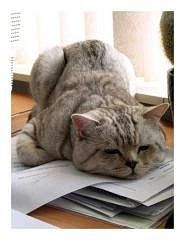 How to Edit PDF Forms Online?