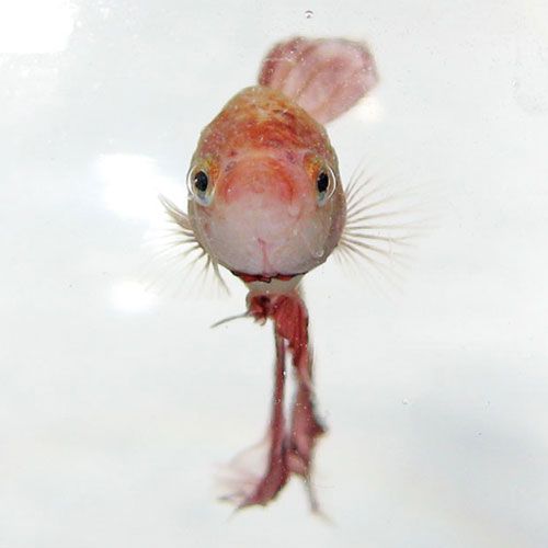 Easy As 1-2-3 Betta Water Recipe: