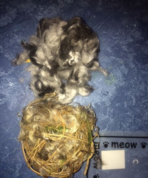 Recycled Dog Hair for Birds Nests