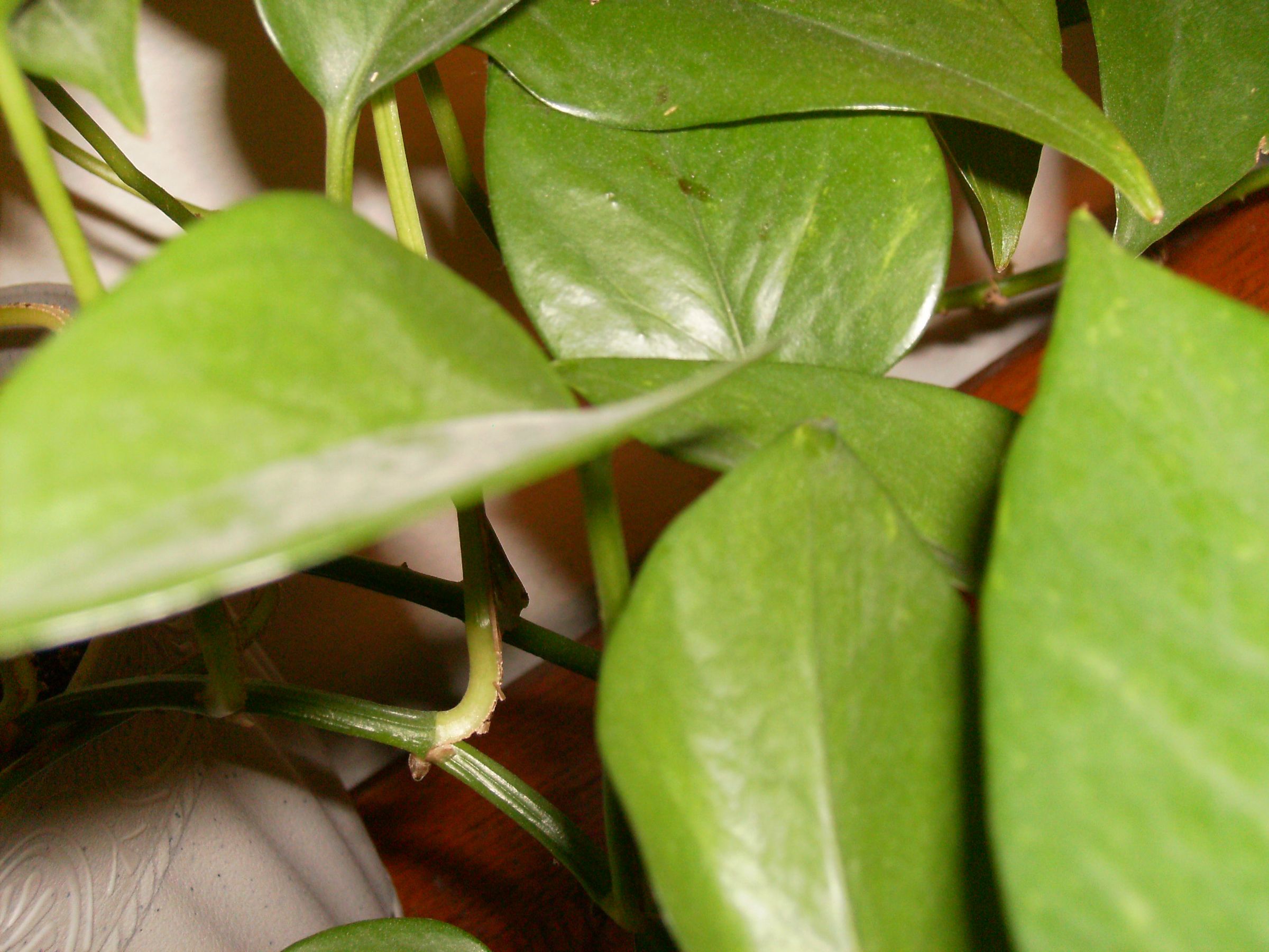 How to Make Your Home Environmentally Friendly