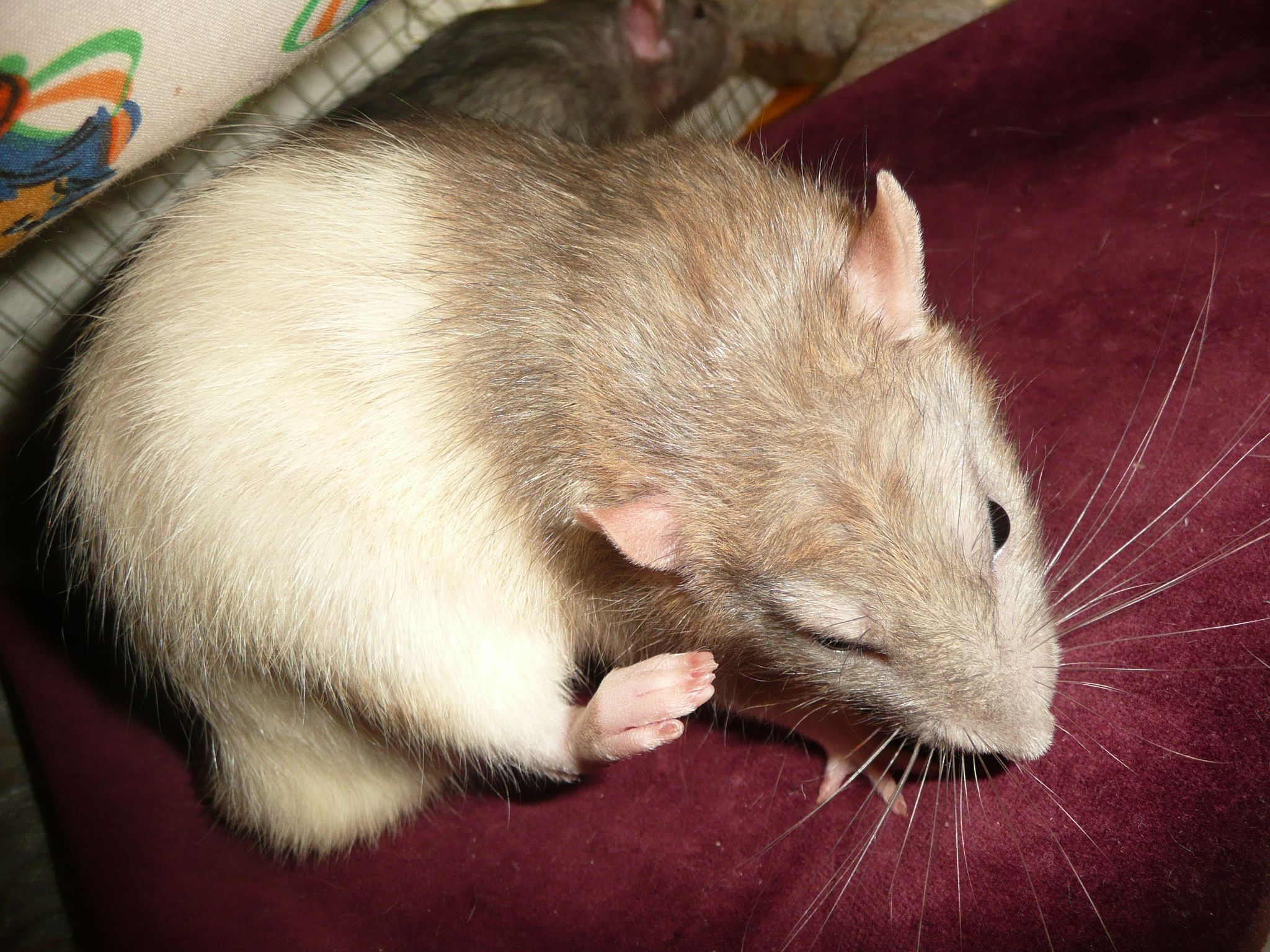 How To Pet Rats 8 Steps Instructables