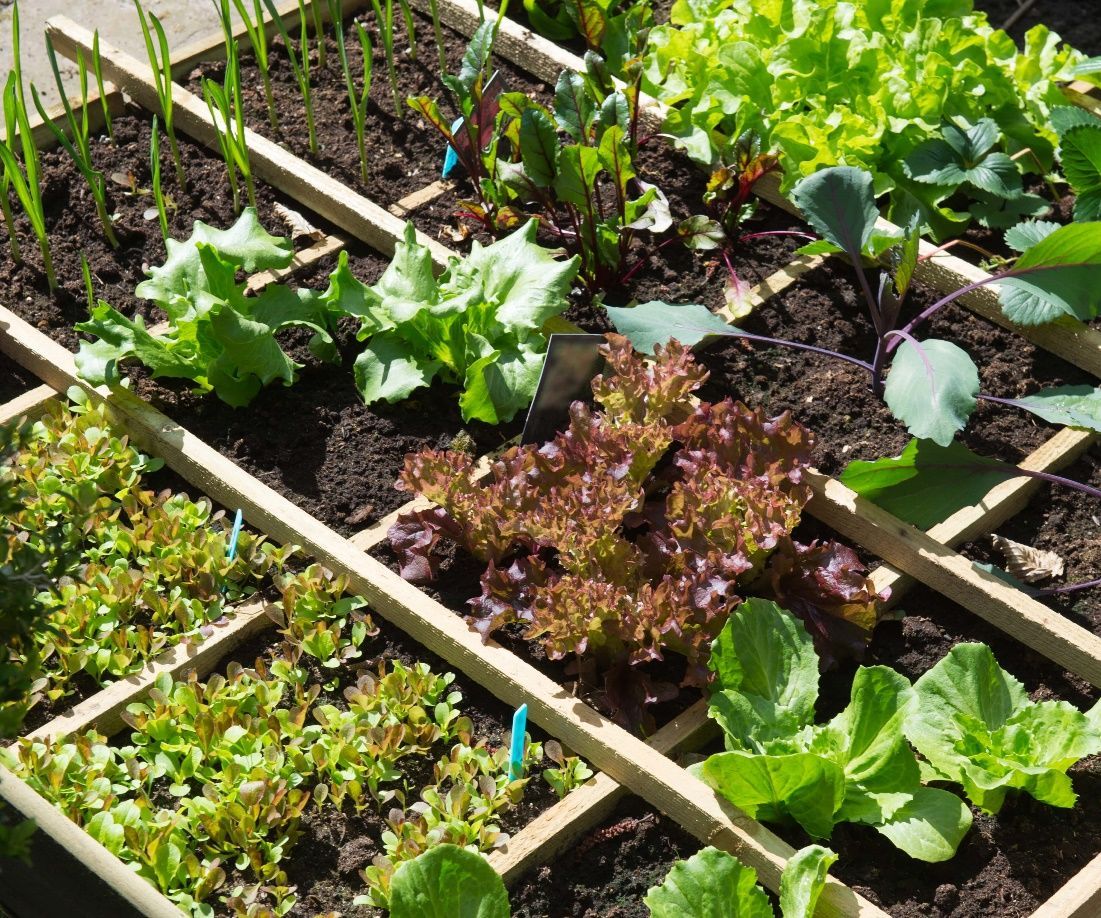 How to Live Off Your Own Garden