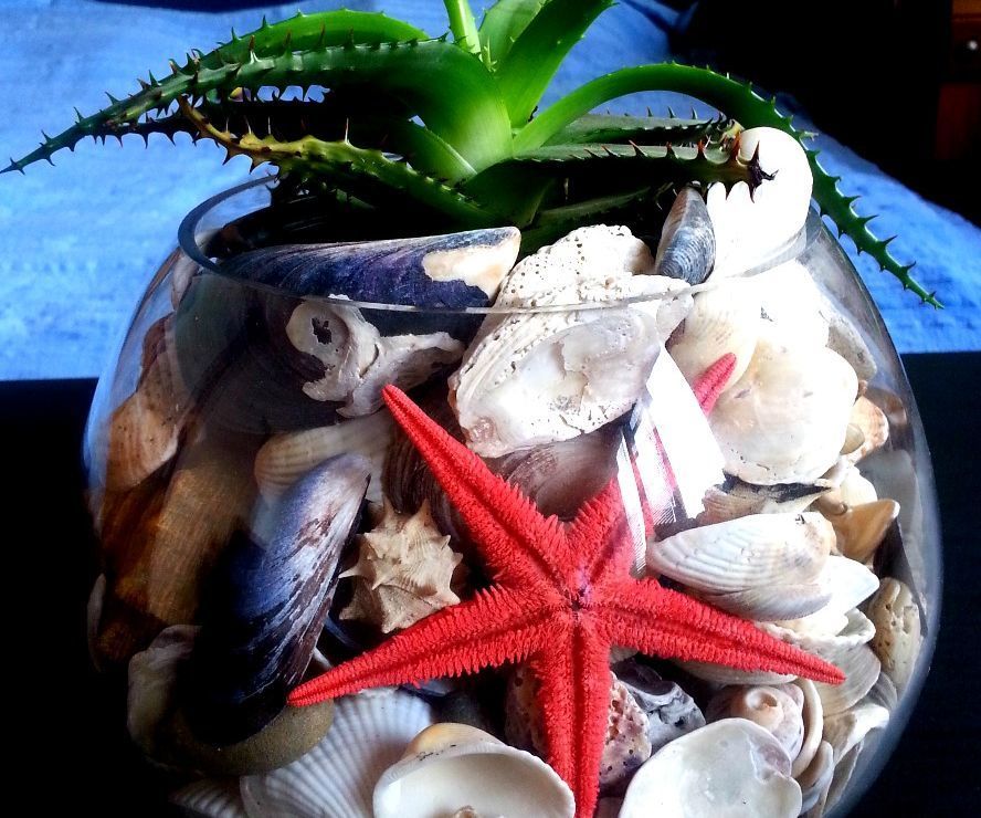 Seashell Terrarium