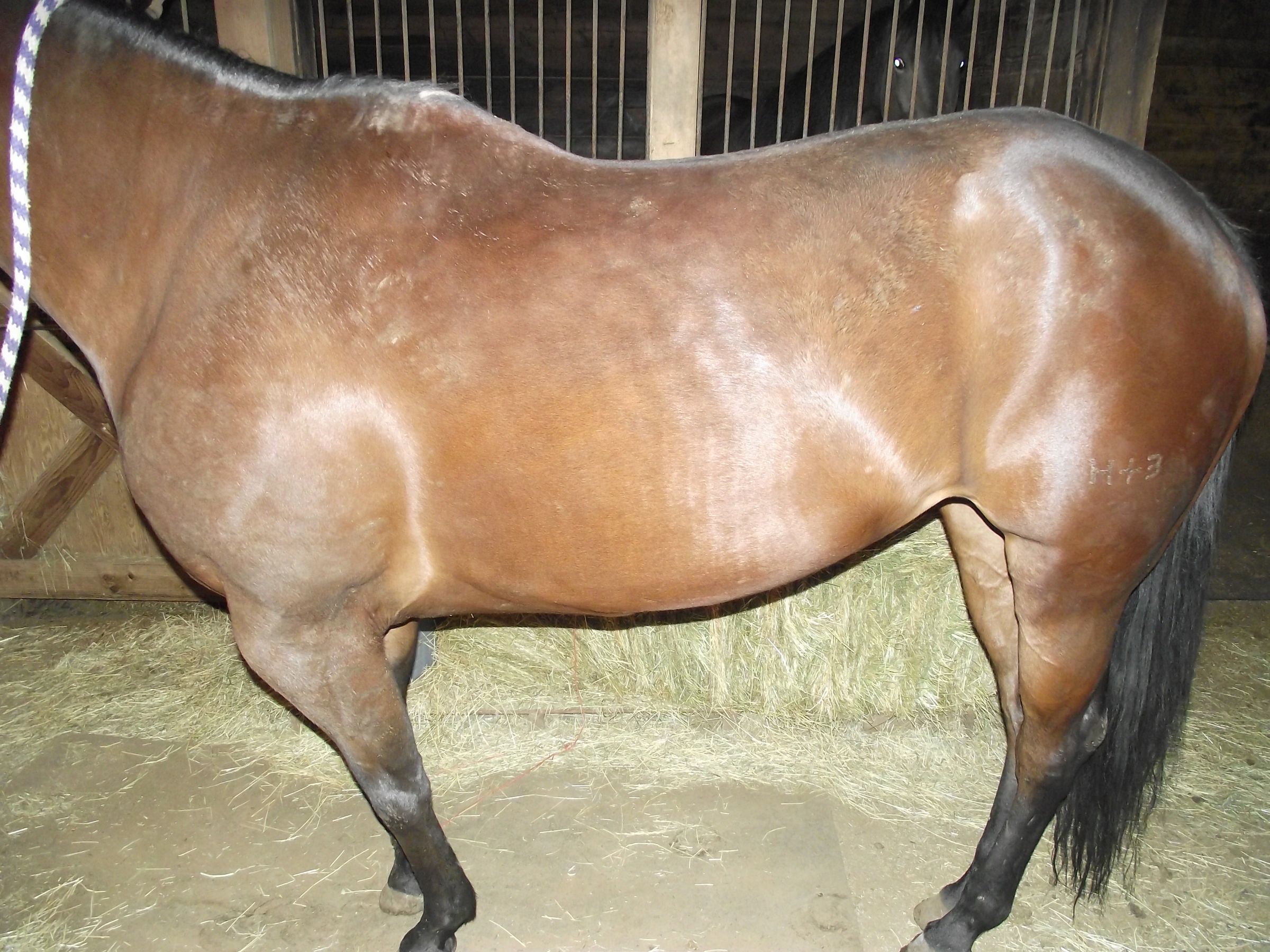 Horse Grooming 101 15 Steps Instructables