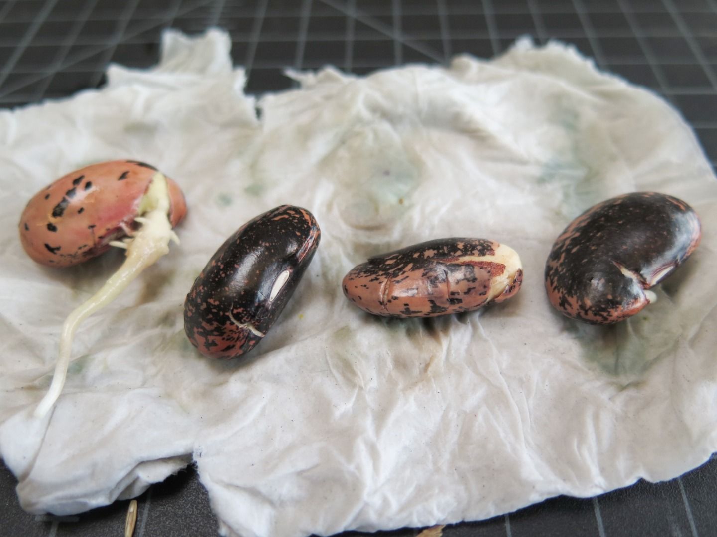 Grow Seeds Without Soil! 4 Steps (with Pictures) Instructables