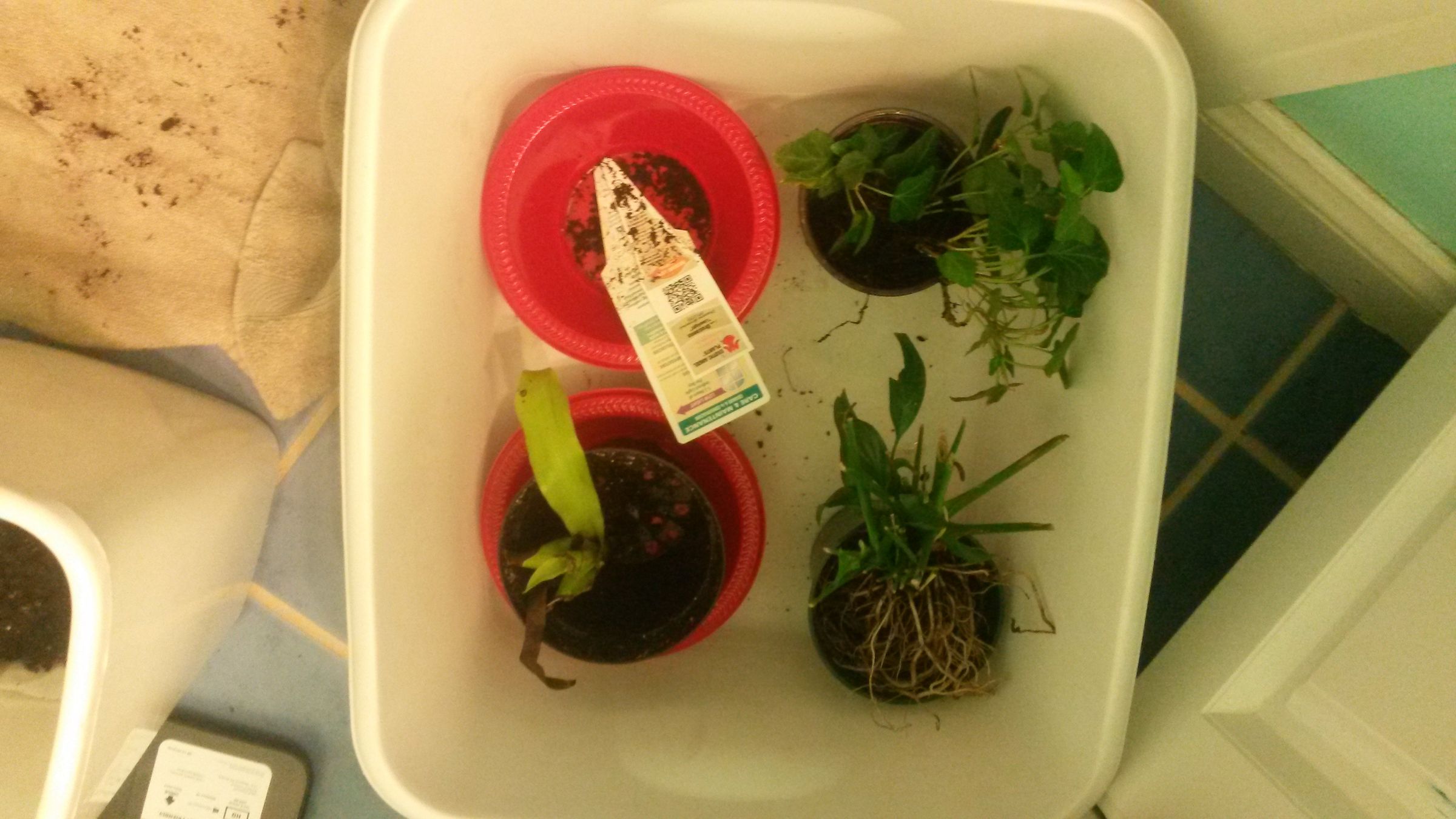 HydroponicsGrowing Plants Without Soil 4 Steps Instructables