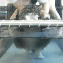 Corrugator Supercilii