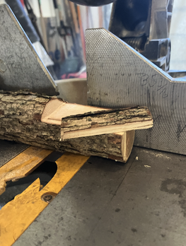 Cut Branch Logs, After Drying