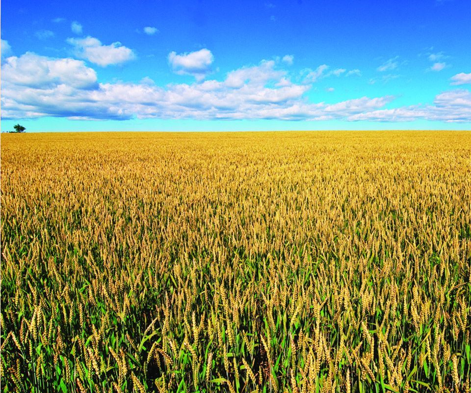 The Agricultural Sensor Array