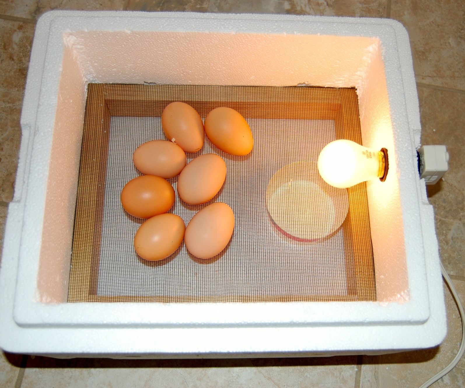 The $3, 30-Minute Egg Incubator
