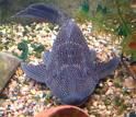 all about fish tanks