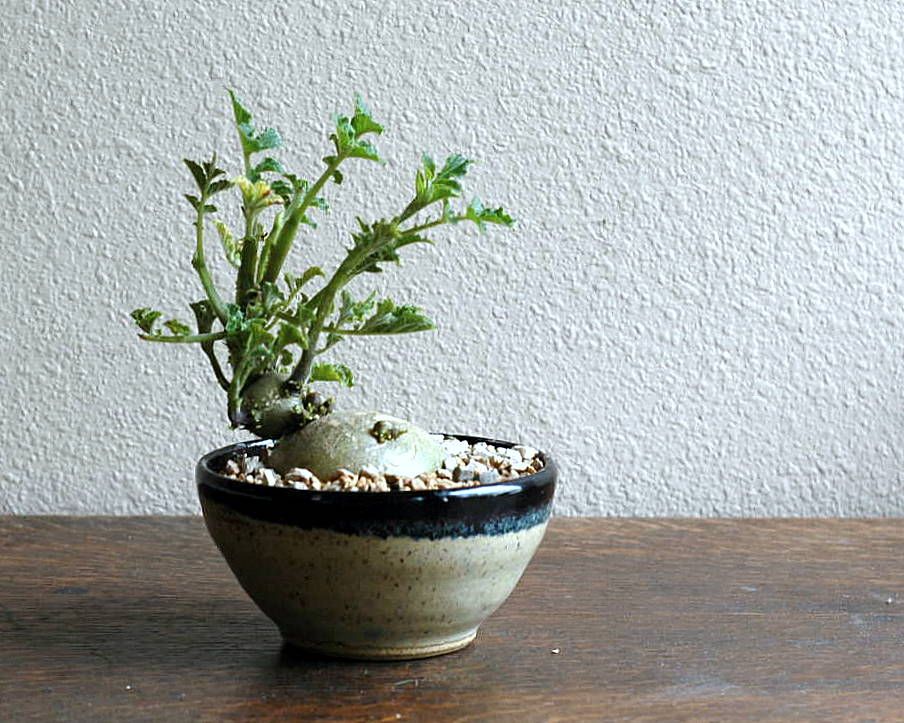 Make a Potato Bonsai