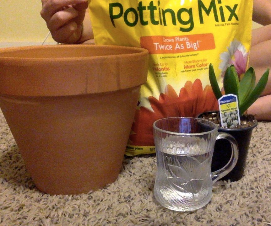 Planting a Flower- English and Mandarin Chinese- 种花 - 英文和中文