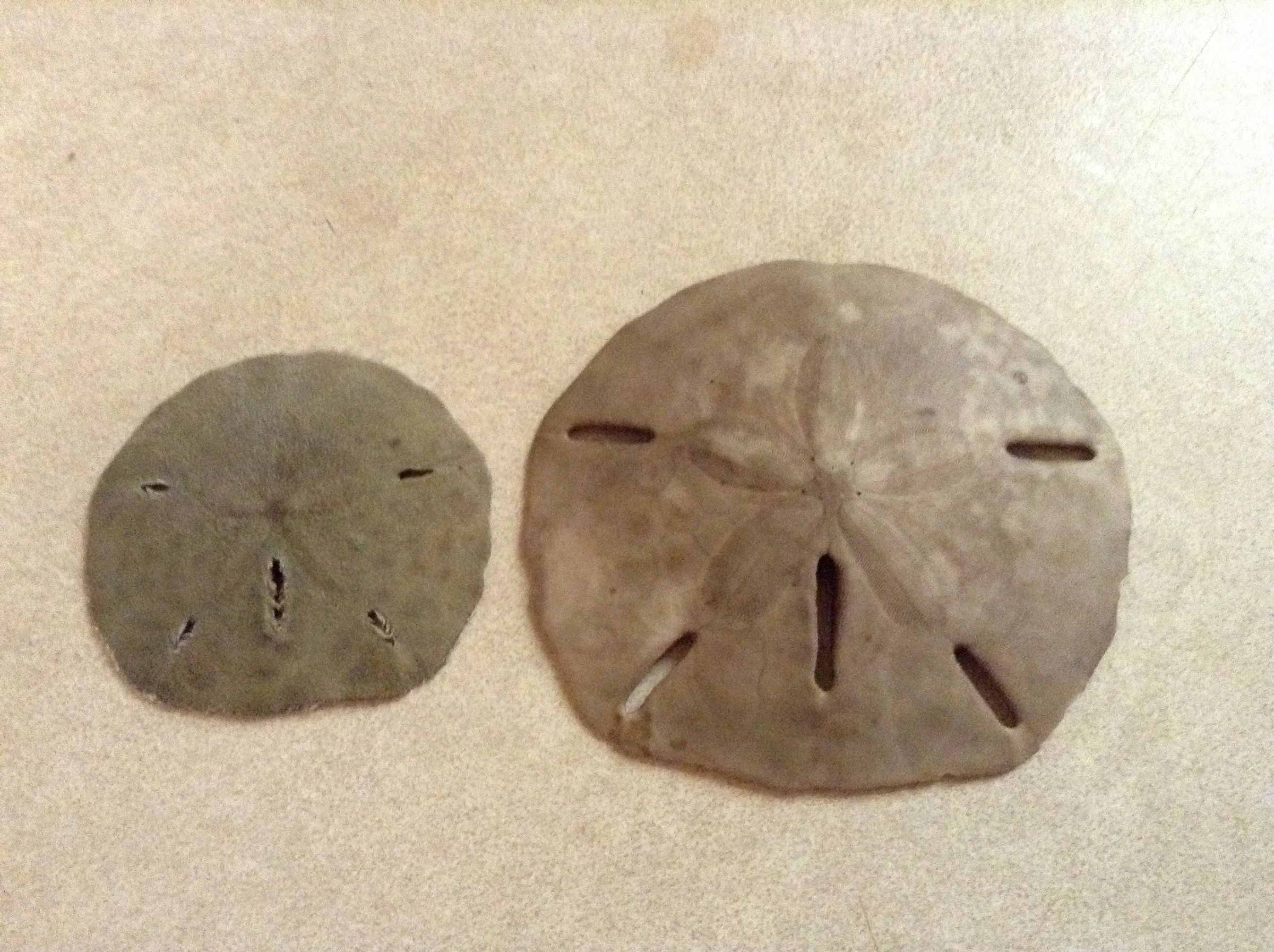 How To Clean Sand Dollars