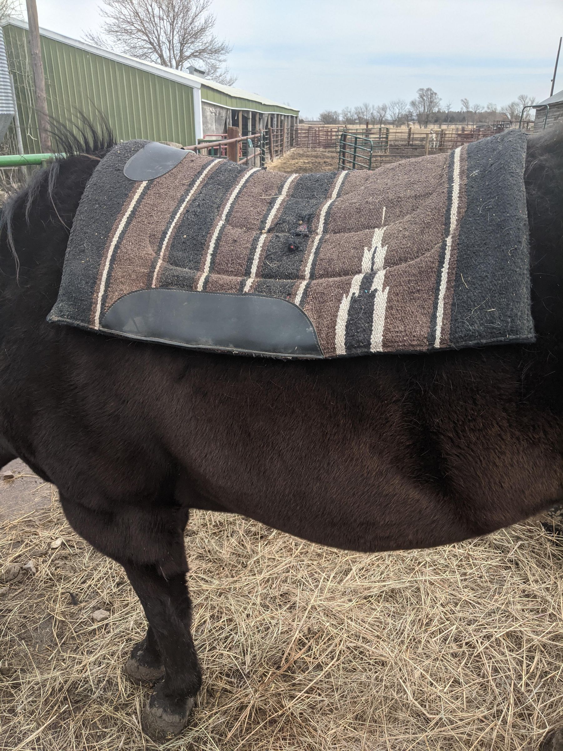 Saddle a Horse 8 Steps Instructables