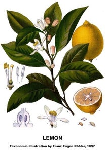 Italian Homemade Limoncello