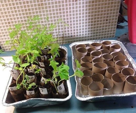Inexpensive Seed Starter Pods