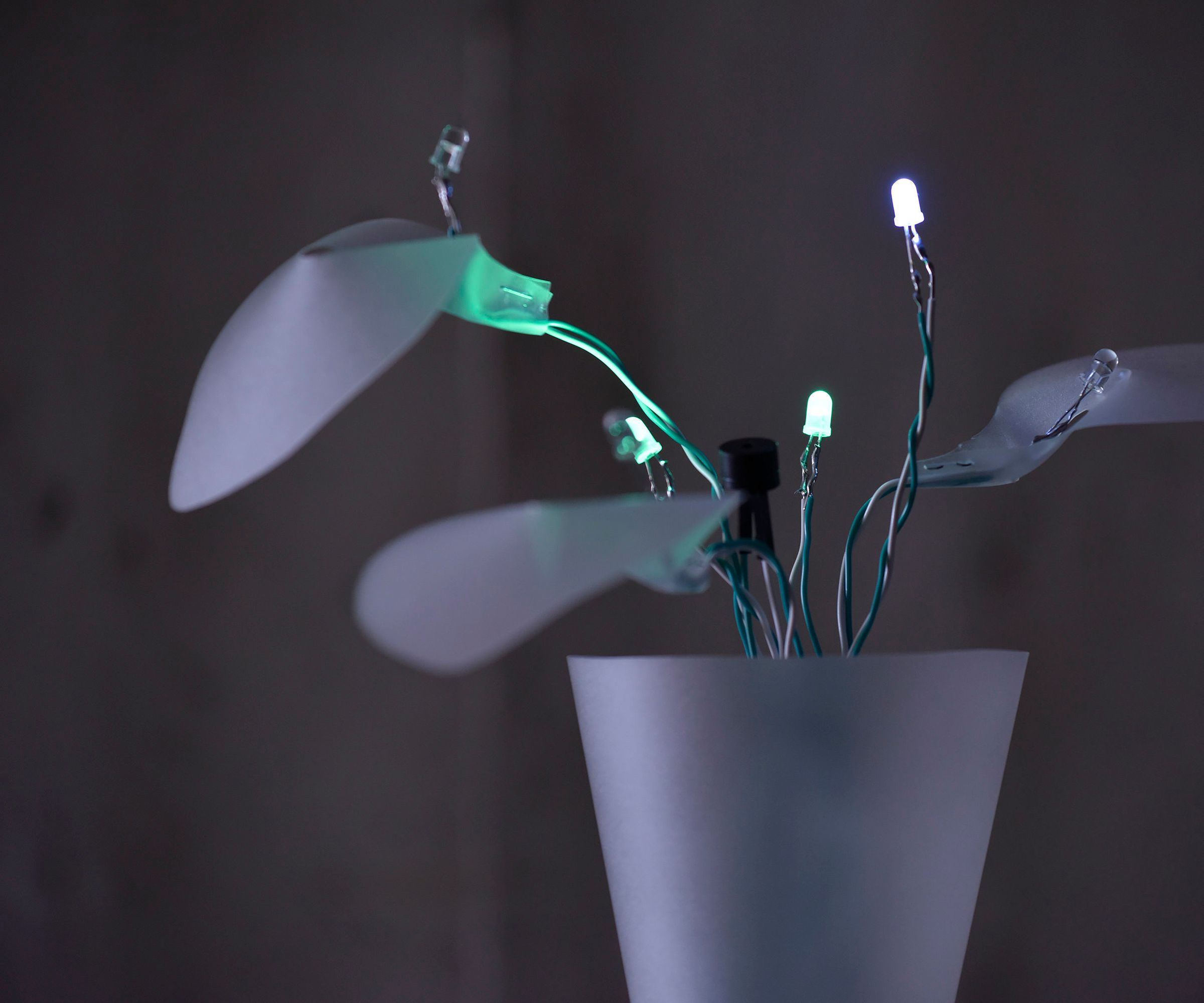Automato, the Echo Flower