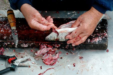 How to Preserve a Fish