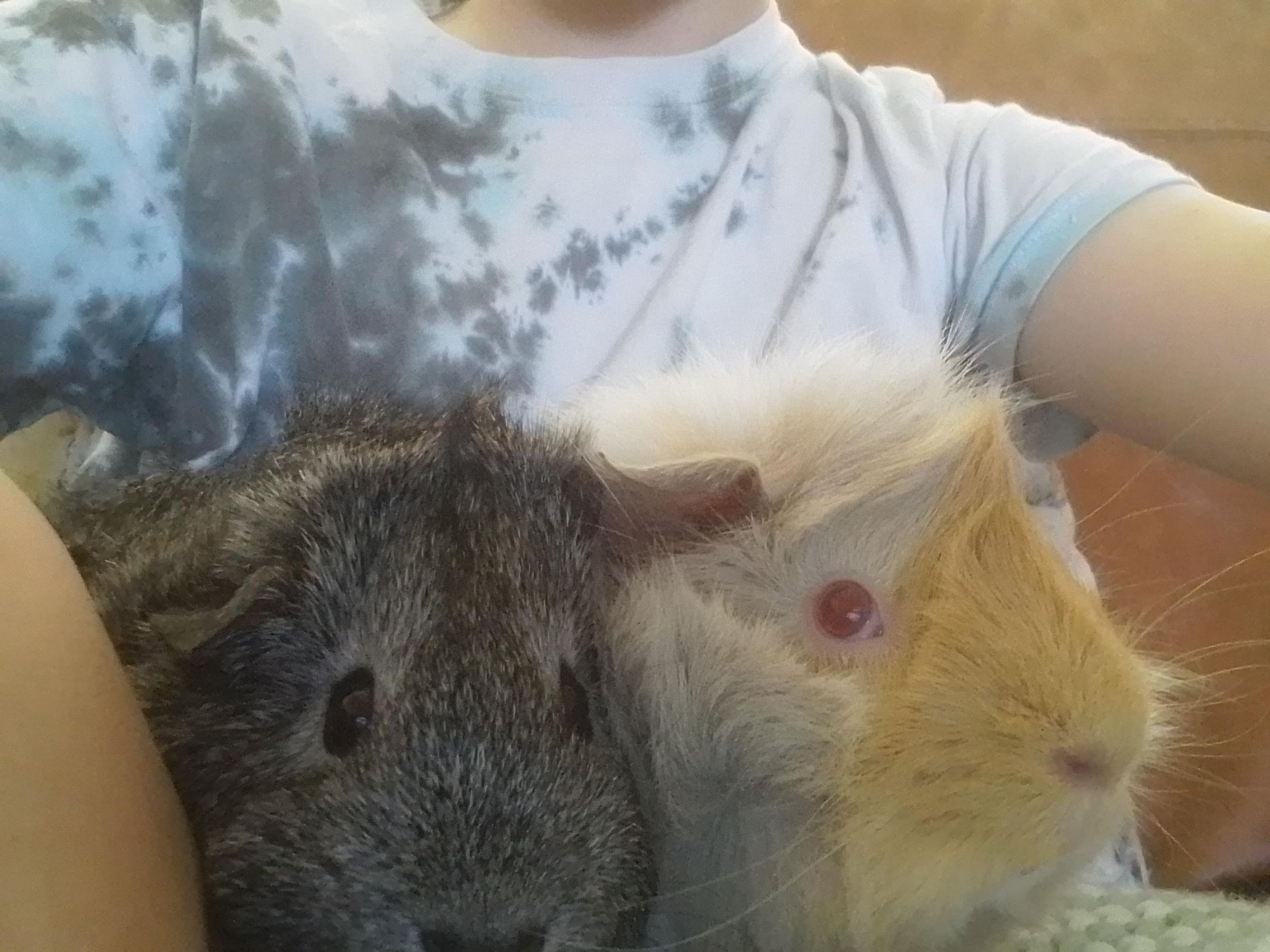 How to Make Your Guinea Pigs Hold Your Hand. Instructables