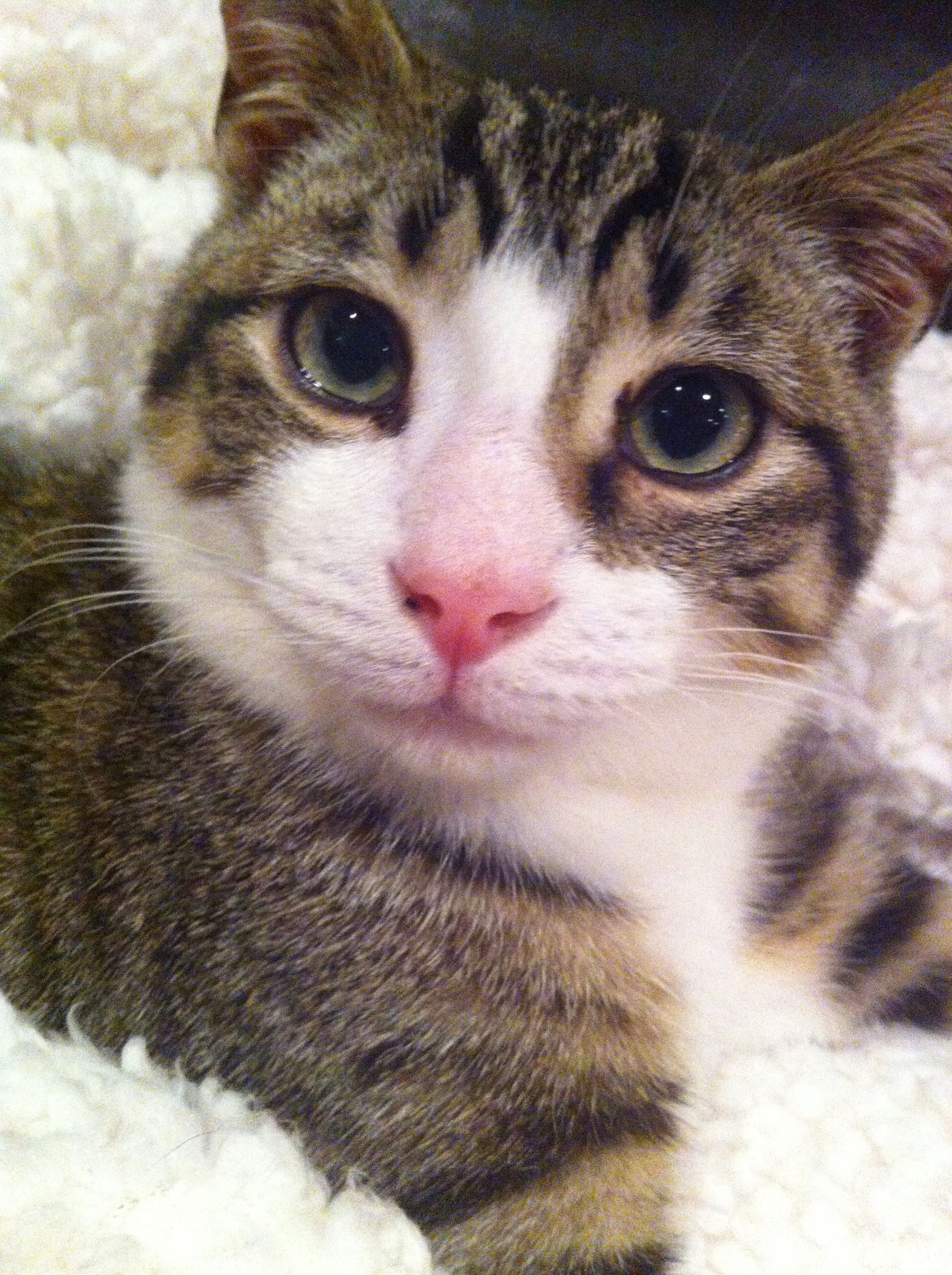 How to Shave a Cat Instructables