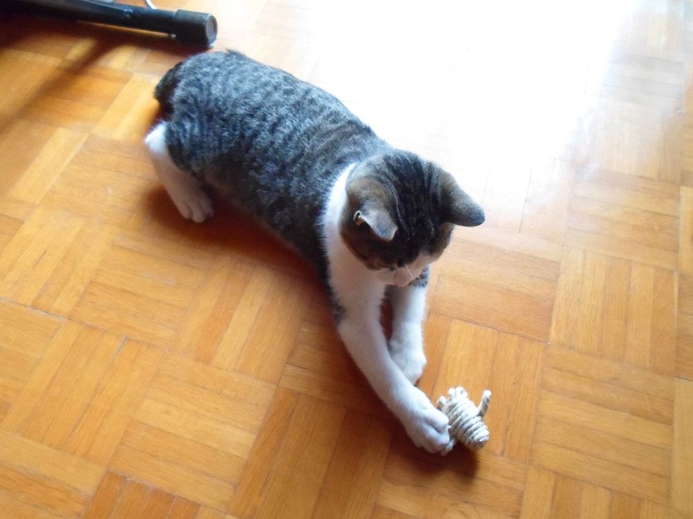 Twine Cat Toys