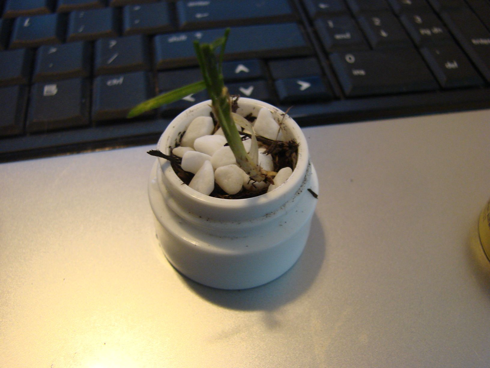 Homemade carmex container houseplant