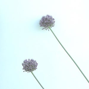 Bulbils and Rhizomes