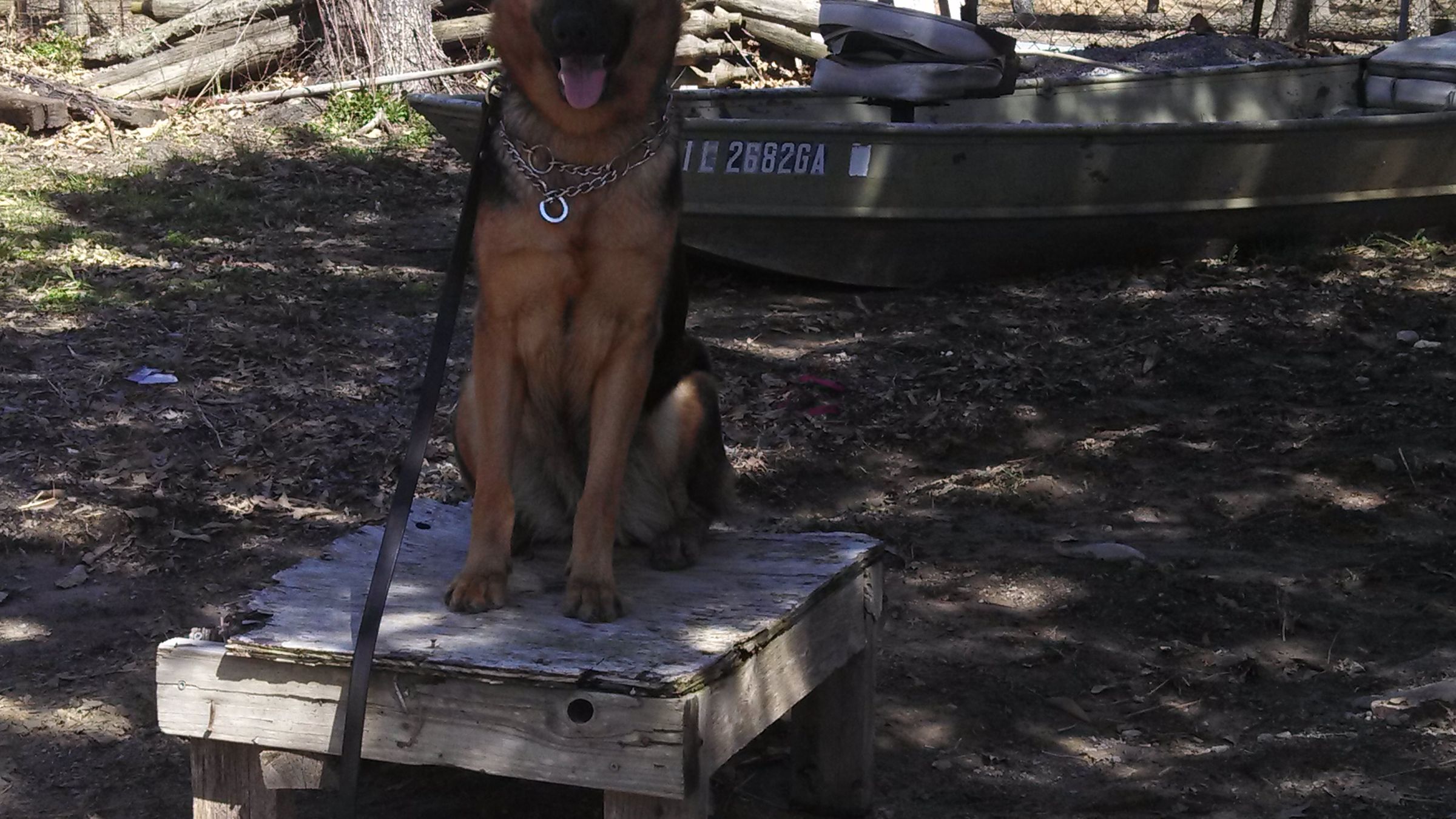Easy Dog Training With a Plotz Table