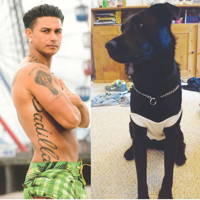 Jersey Shore Dog Costume