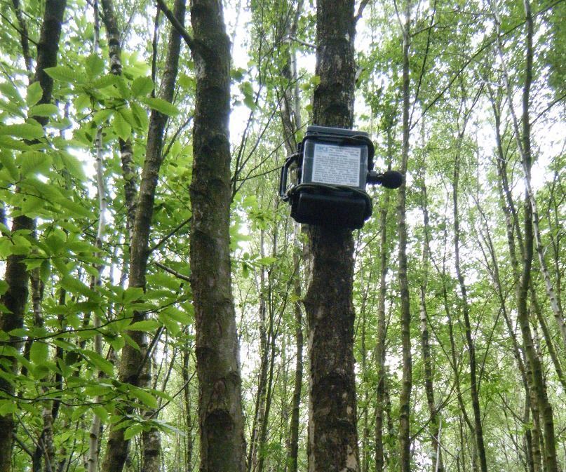 ARUPI - a Low-Cost Automated Recording Unit/Autonomous Recording Unit (ARU) for Soundscape Ecologists