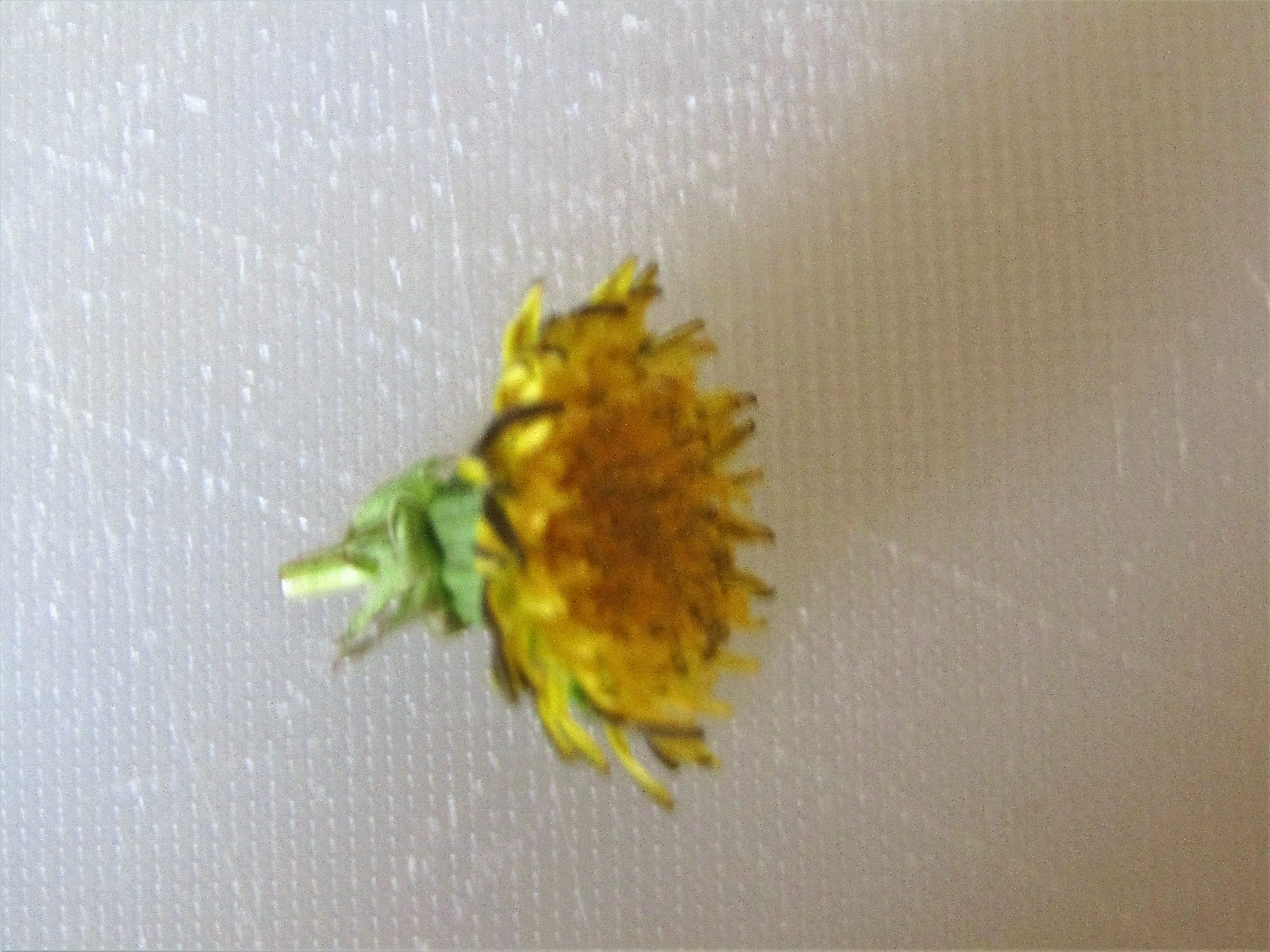 How to Eat a Dandelion 10 Steps (with Pictures) Instructables